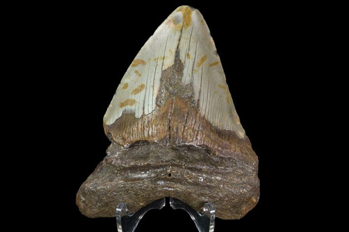 Bargain, Megalodon Tooth - North Carolina #83954